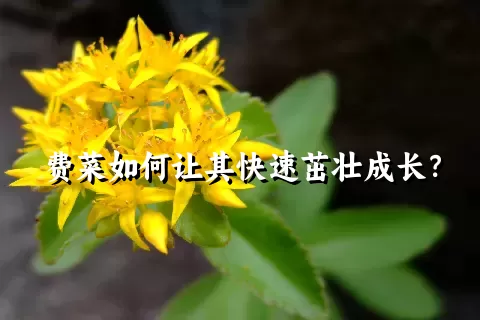 费菜如何让其快速茁壮成长？