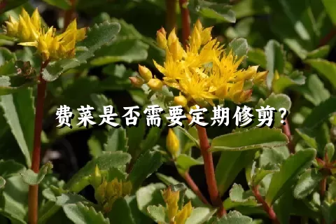 费菜是否需要定期修剪？