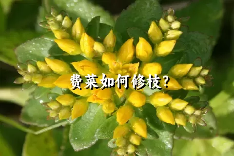 费菜如何修枝？