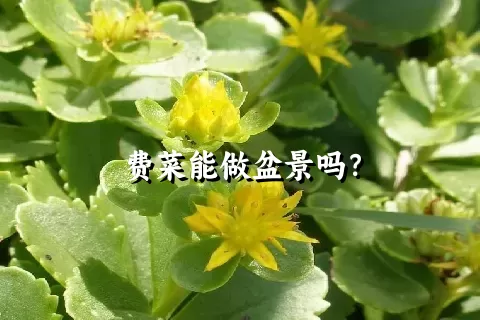 费菜能做盆景吗？