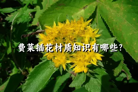 费菜插花材质知识有哪些？