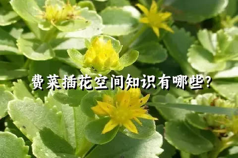 费菜插花空间知识有哪些？