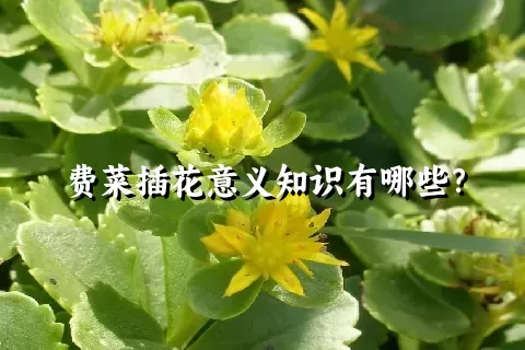 费菜插花意义知识有哪些？