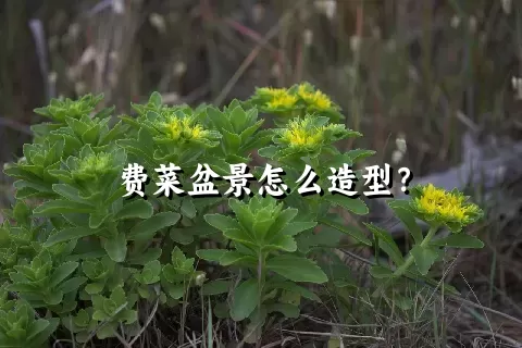 费菜盆景怎么造型？