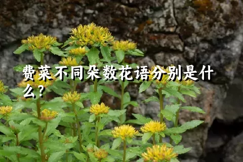 费菜不同朵数花语分别是什么？