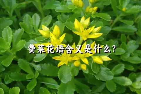 费菜花语含义是什么？