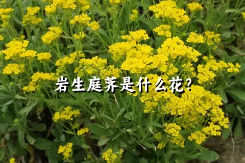 岩生庭荠是什么花？