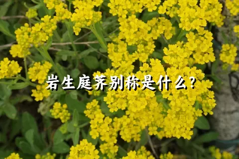 岩生庭荠别称是什么？