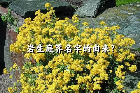 岩生庭荠名字的由来？