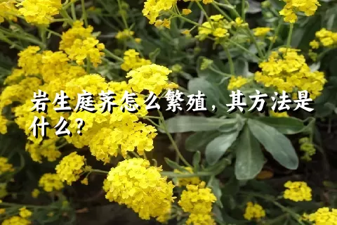 岩生庭荠怎么繁殖，其方法是什么？