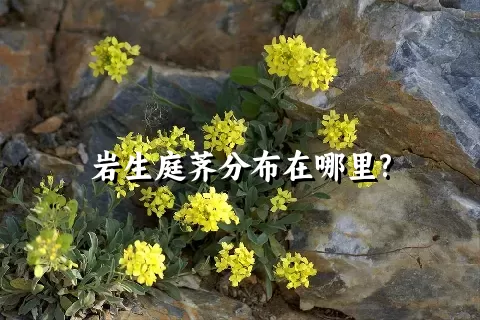 岩生庭荠分布在哪里?