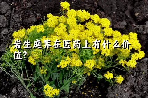 岩生庭荠在医药上有什么价值？