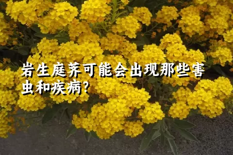 岩生庭荠可能会出现那些害虫和疾病？