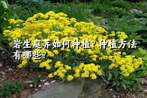 岩生庭荠如何种植？种植方法有哪些？