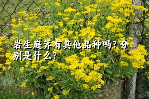 岩生庭荠有其他品种吗？分别是什么？