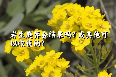 岩生庭荠会结果吗？或其他可以收获的？