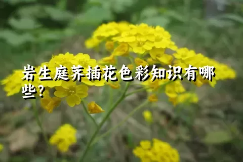 岩生庭荠插花色彩知识有哪些？