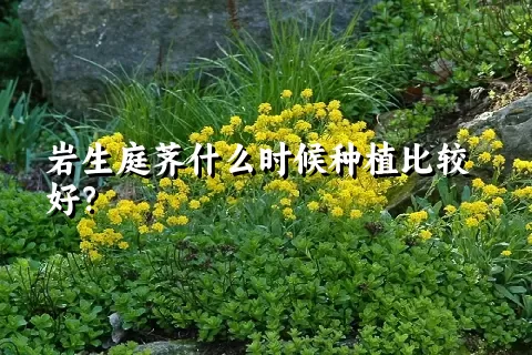 岩生庭荠什么时候种植比较好？