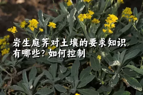 岩生庭荠对土壤的要求知识有哪些？如何控制