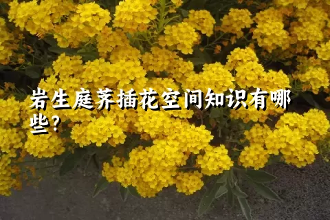 岩生庭荠插花空间知识有哪些？