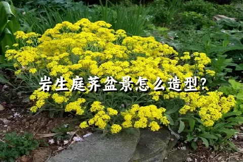 岩生庭荠盆景怎么造型？