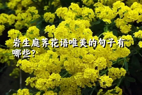 岩生庭荠花语唯美的句子有哪些？