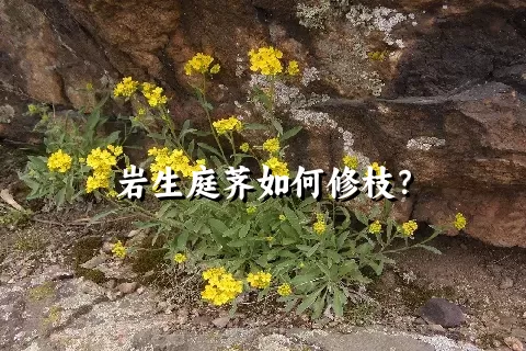 岩生庭荠如何修枝？