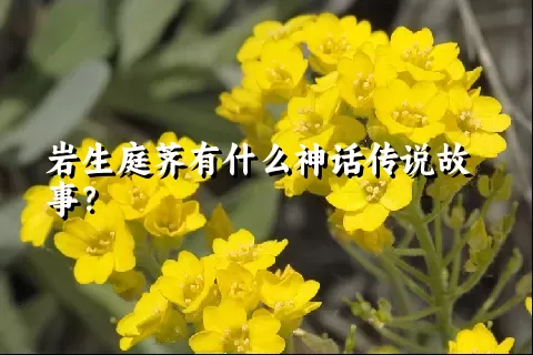 岩生庭荠有什么神话传说故事？