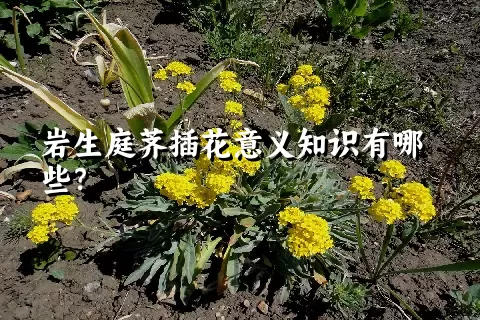 岩生庭荠插花意义知识有哪些？