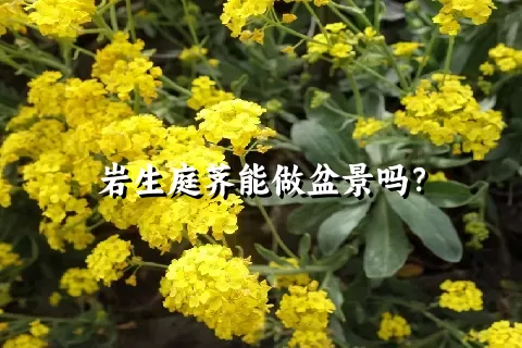 岩生庭荠能做盆景吗？