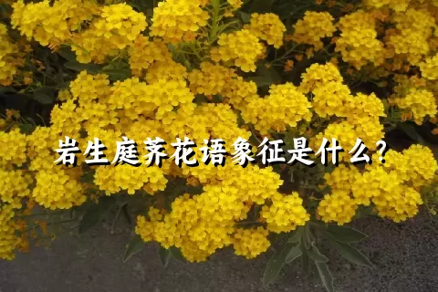 岩生庭荠花语象征是什么？