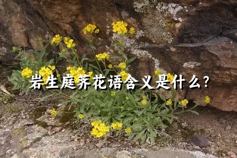 岩生庭荠花语含义是什么？