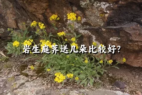 岩生庭荠送几朵比较好？