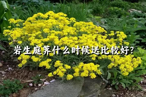 岩生庭荠什么时候送比较好？