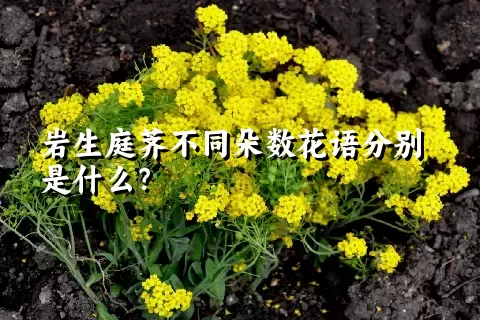 岩生庭荠不同朵数花语分别是什么？