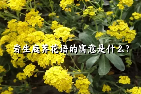 岩生庭荠花语的寓意是什么？