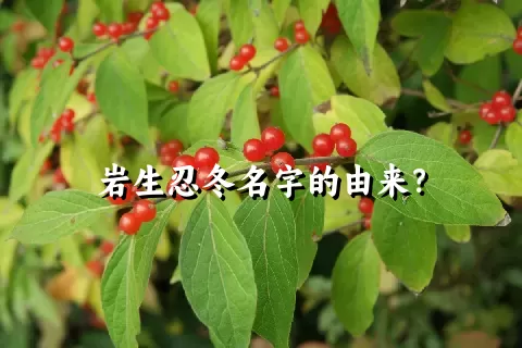 岩生忍冬名字的由来？