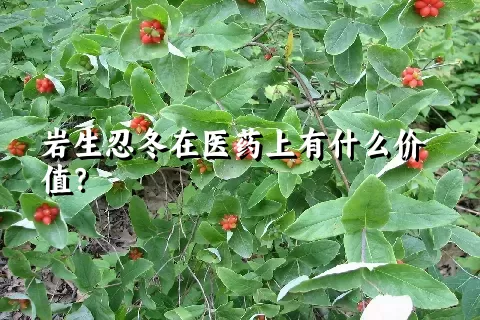 岩生忍冬在医药上有什么价值？