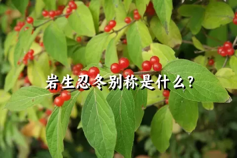 岩生忍冬别称是什么？