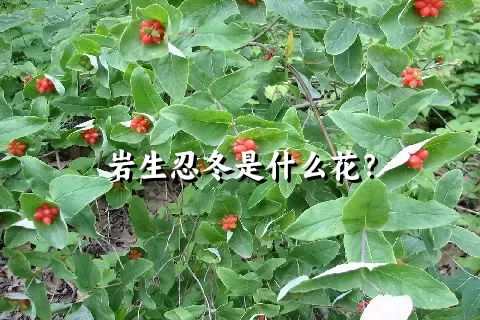 岩生忍冬是什么花？