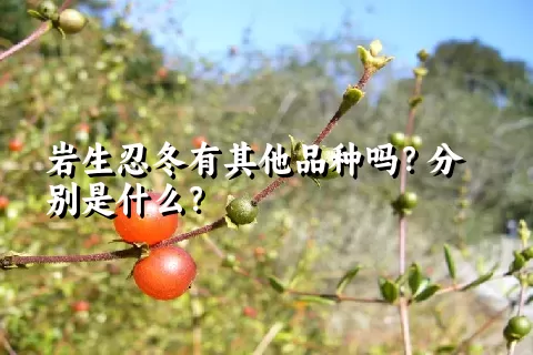 岩生忍冬有其他品种吗？分别是什么？