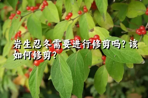 岩生忍冬需要进行修剪吗？该如何修剪？