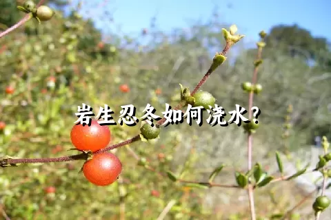 岩生忍冬如何浇水？