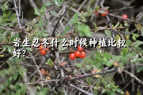 岩生忍冬什么时候种植比较好？