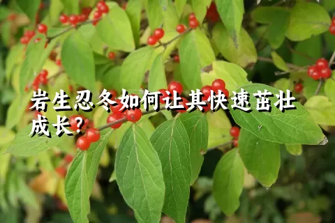 岩生忍冬如何让其快速茁壮成长？