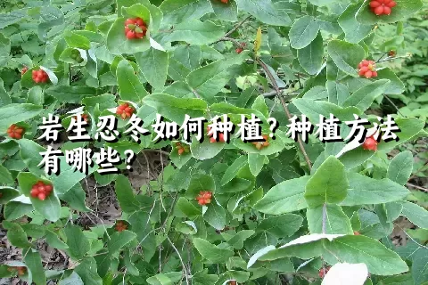 岩生忍冬如何种植？种植方法有哪些？