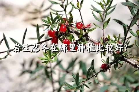 岩生忍冬在哪里种植比较好？