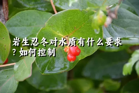 岩生忍冬对水质有什么要求？如何控制