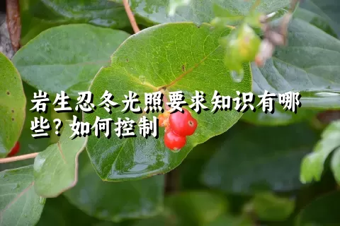 岩生忍冬光照要求知识有哪些？如何控制