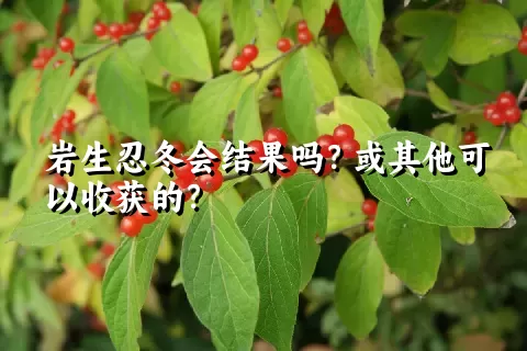 岩生忍冬会结果吗？或其他可以收获的？